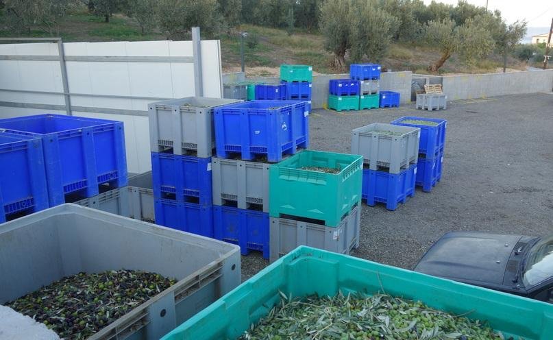 производство оливкового масла: урожай собран