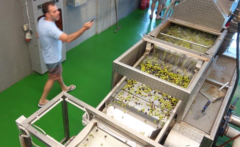 производство оливкового масла: конвейер