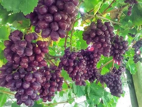 Четыре новых сорта винограда