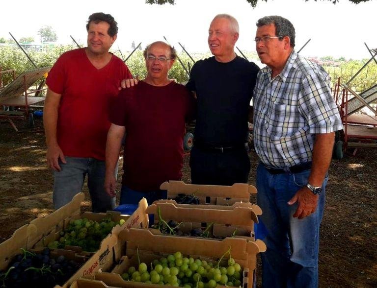 Четыре новых сорта винограда в Израиле