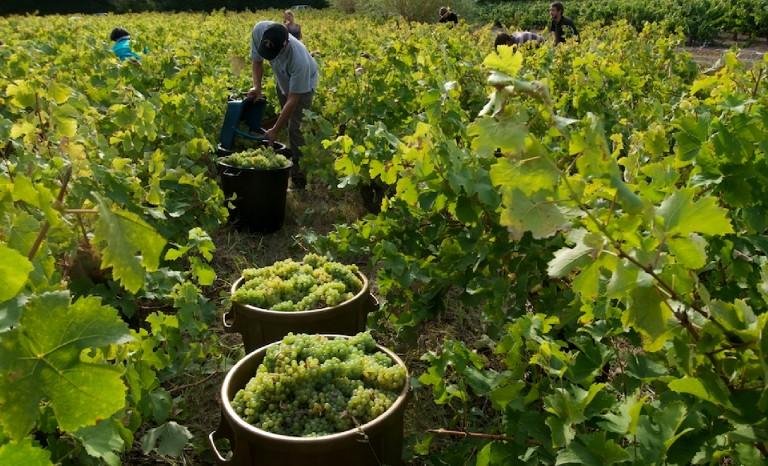 покупки французского виноградника