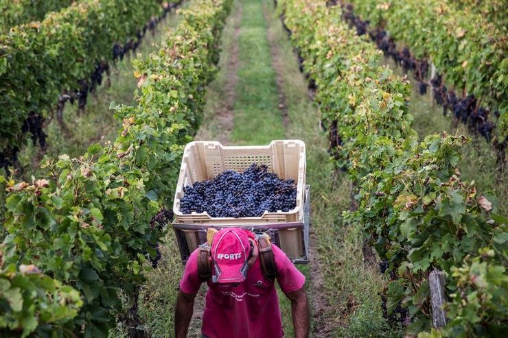 FONTENIL-vendanges