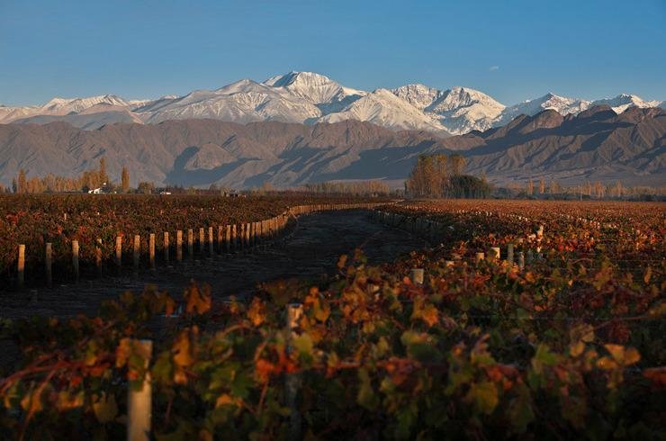 Vineyards of Argentina