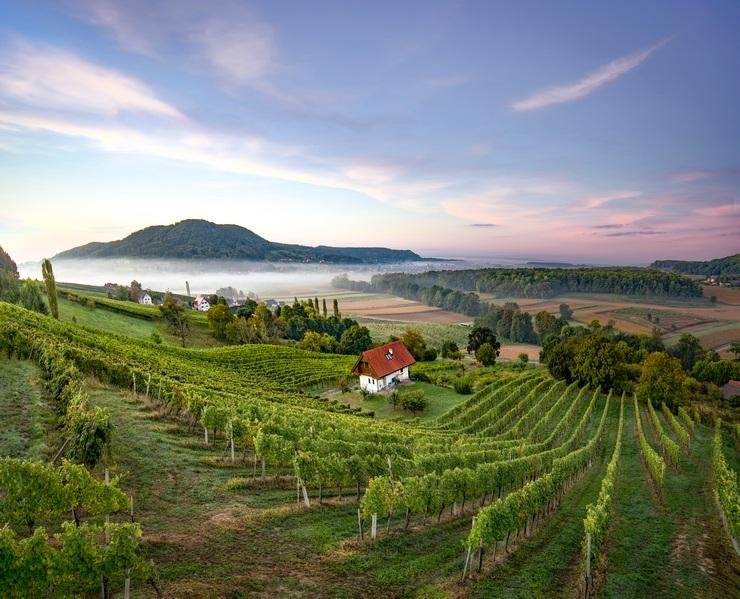 Виноградники в Австрии