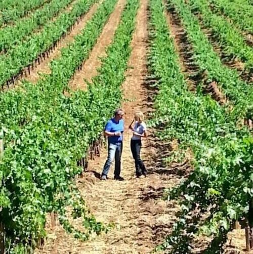 Виноделы долины Напа