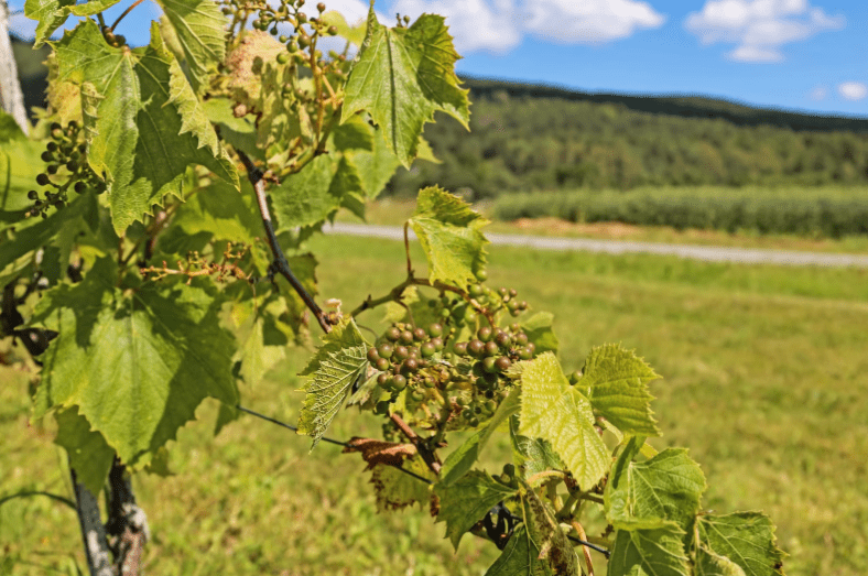 Виноробна галузь Норвегії