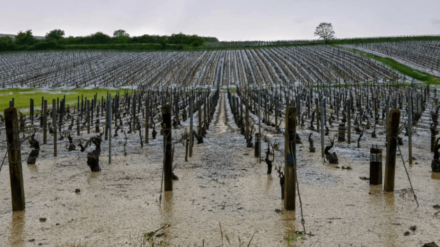 Французькі виноградарі борються з негодою