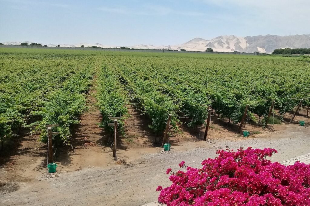 vineyards Peru