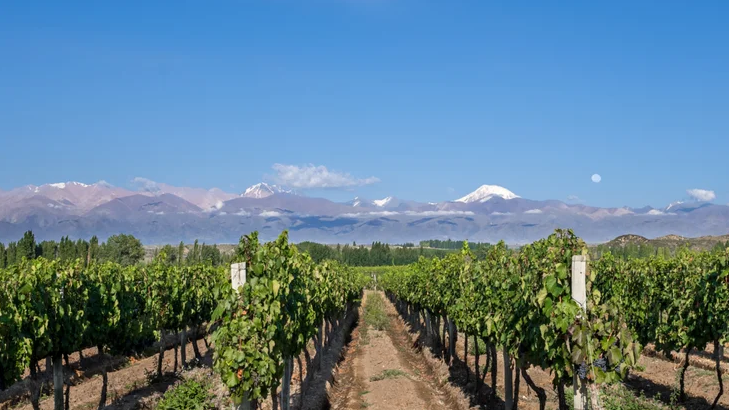 Argentinian winemaking