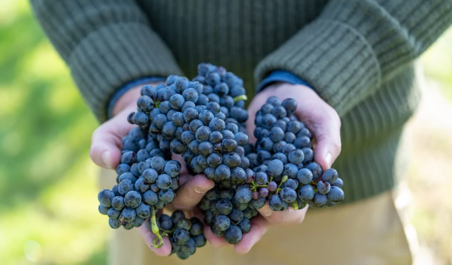 Pinotage