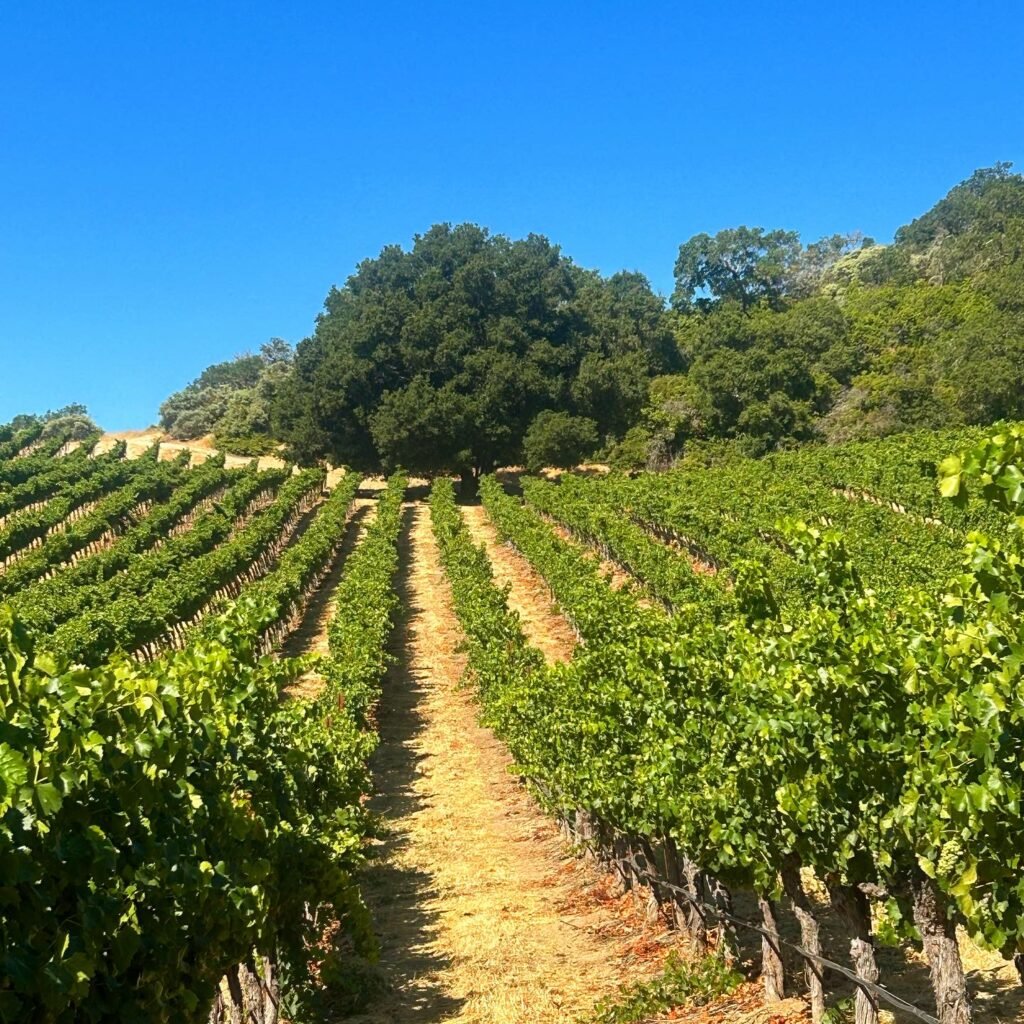 Vina Robles