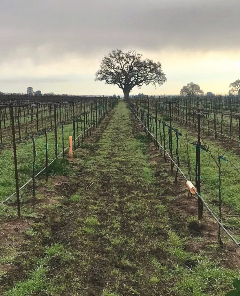 Vina Robles Vineyards & Winery