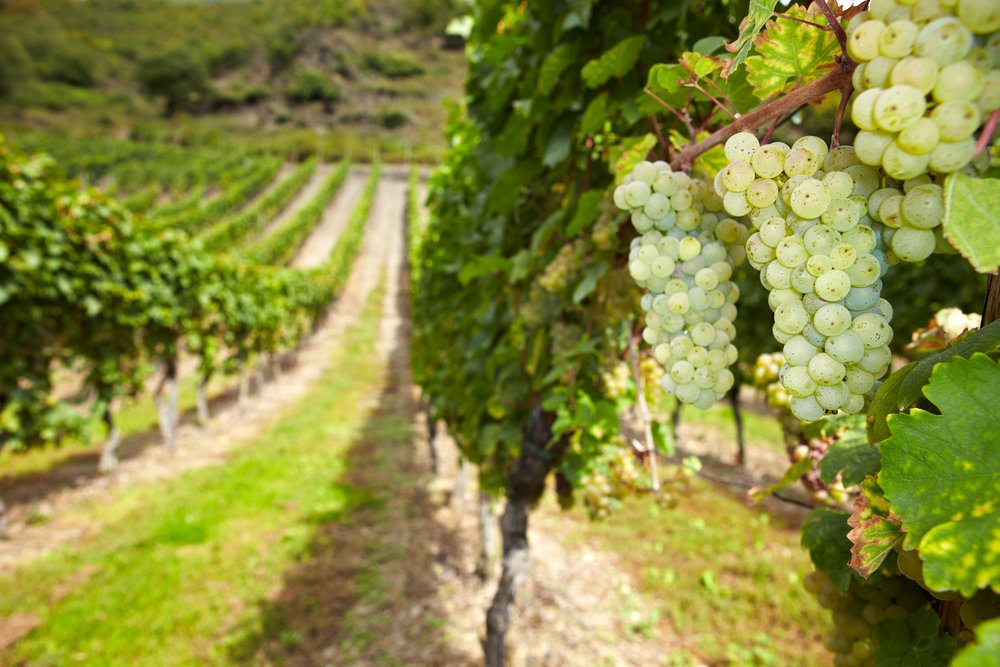 Німецькі вина