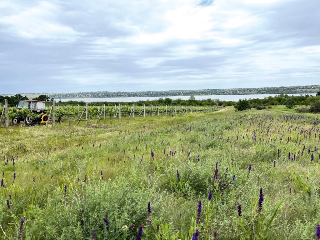 Георгій Молчанов