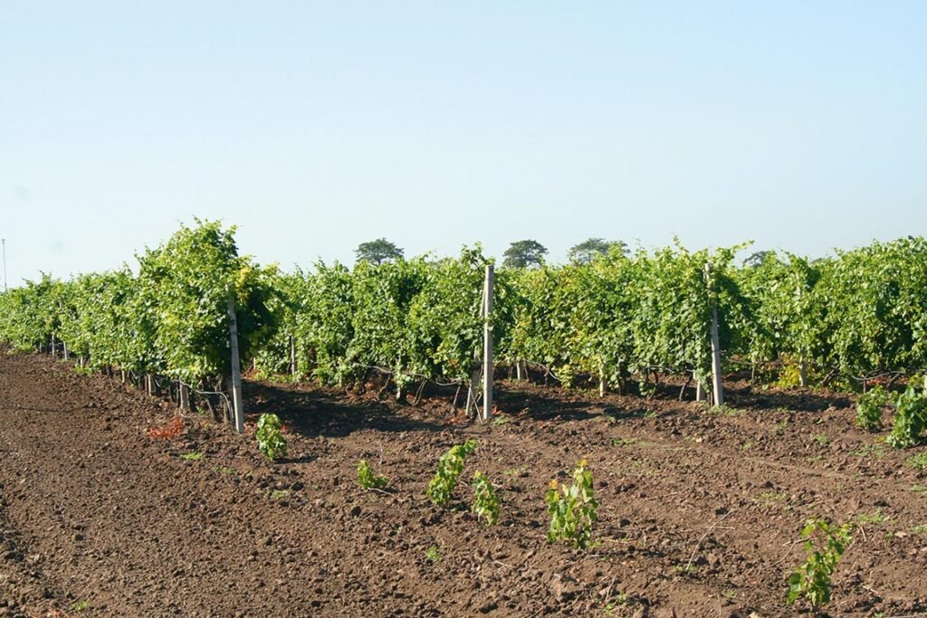 Інститут виноградарства і виноробства ім. В.Є. Таїрова