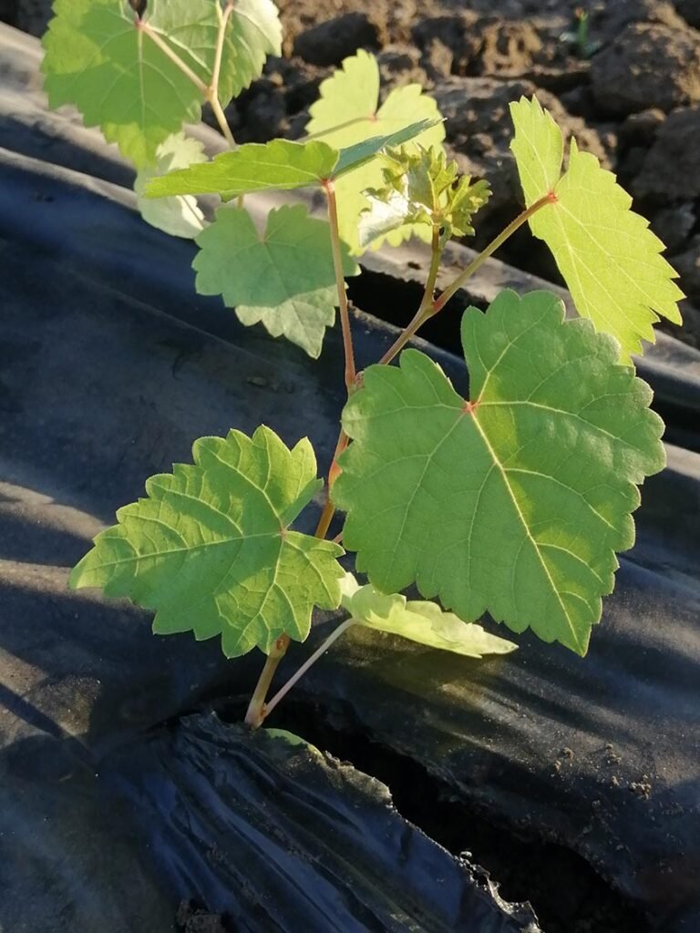 Інститут виноградарства і виноробства ім. В.Є. Таїрова