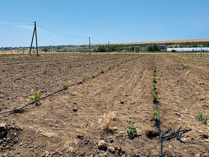 Георгій Молчанов