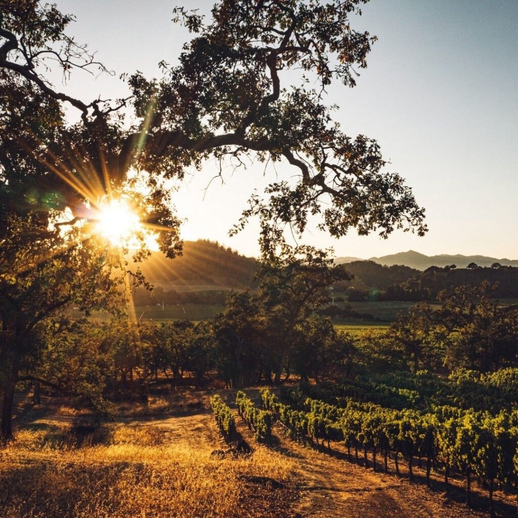 California Wine