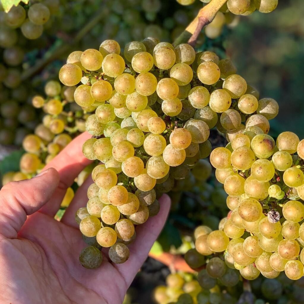 Petit Manseng