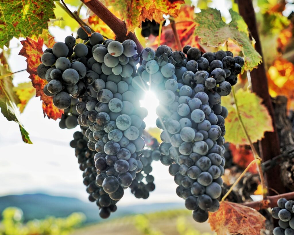 Tablas Creek Vineyard