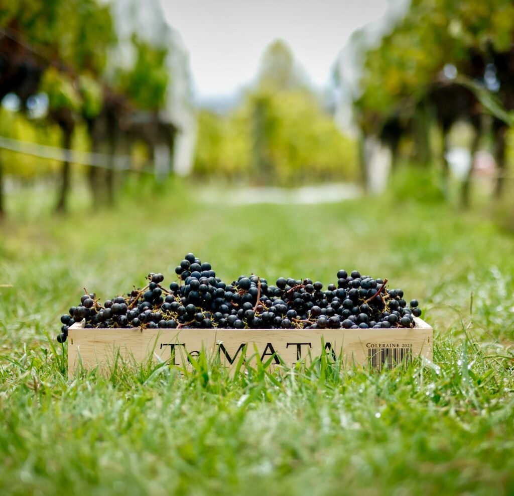 Te Mata Estate