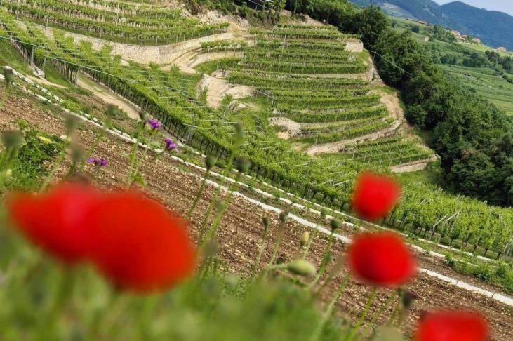 Valpolicella
