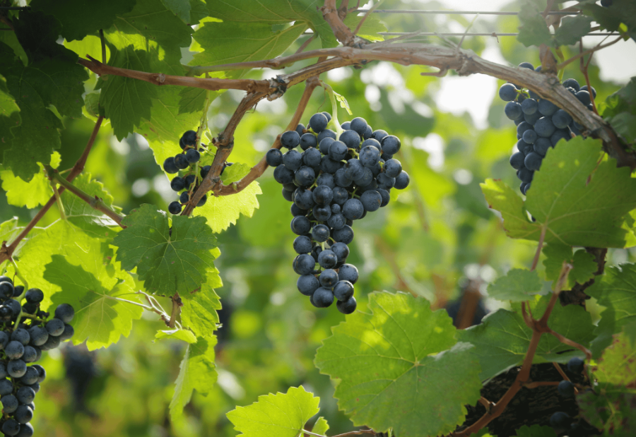 Blaufränkisch