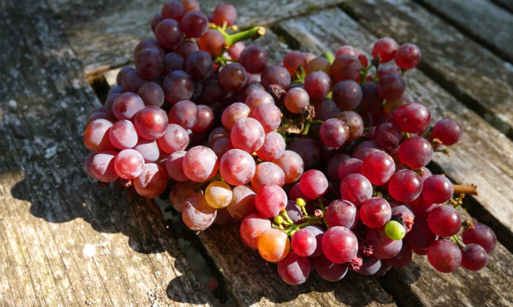 Chardonnay Rose 