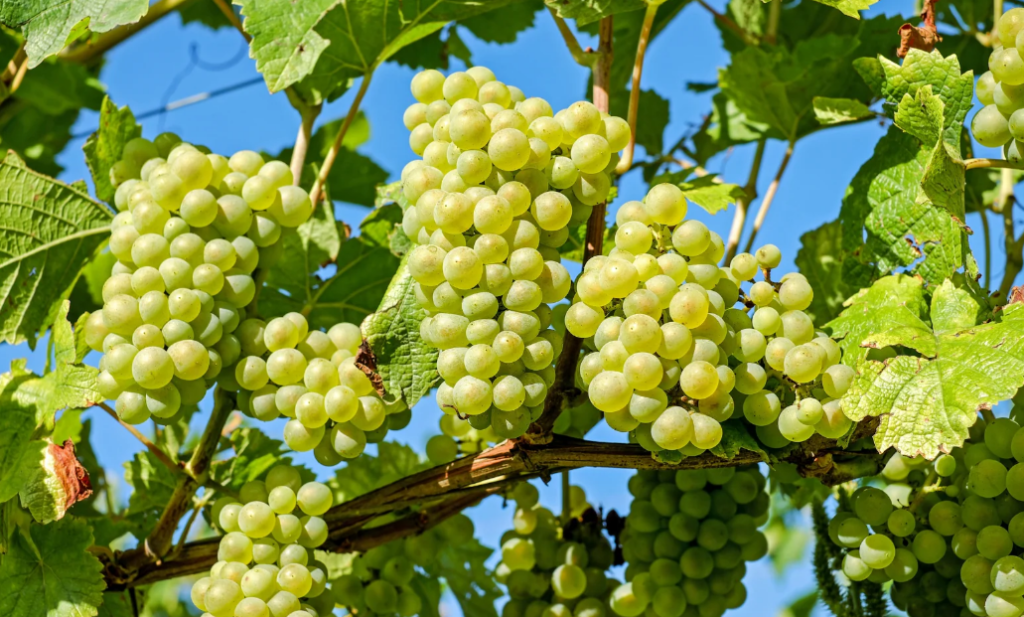 Chenin Blanc