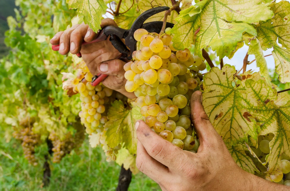 Malvasia Bianca