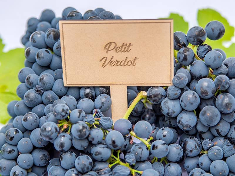 Petit Verdot