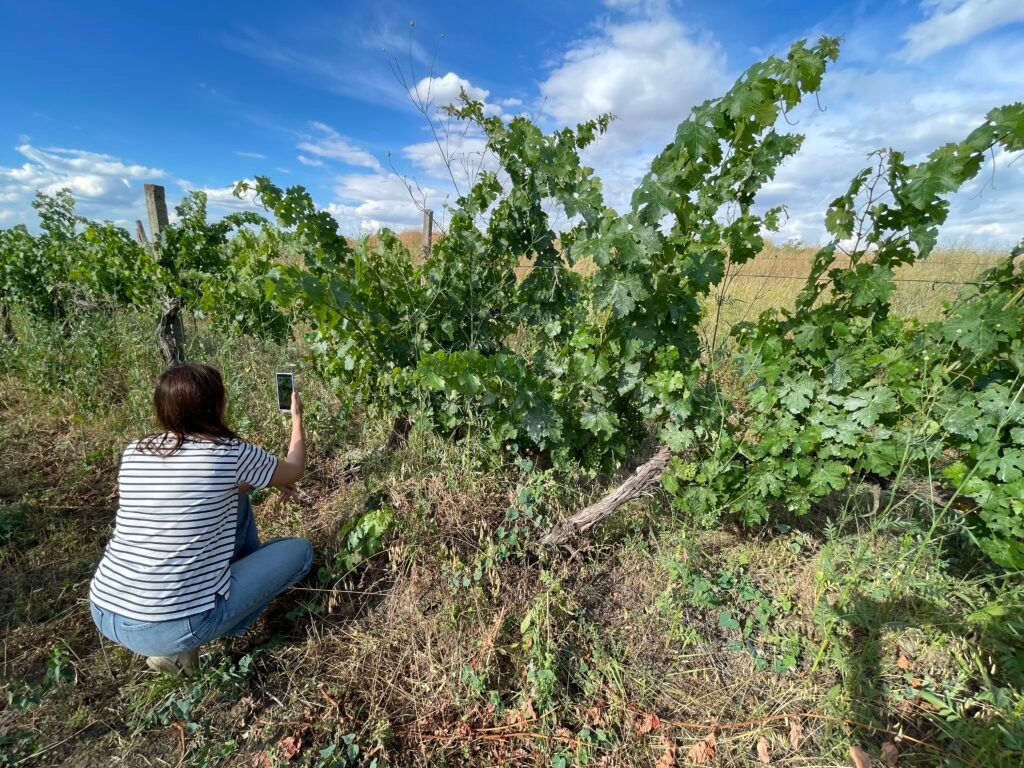 BIG WINES