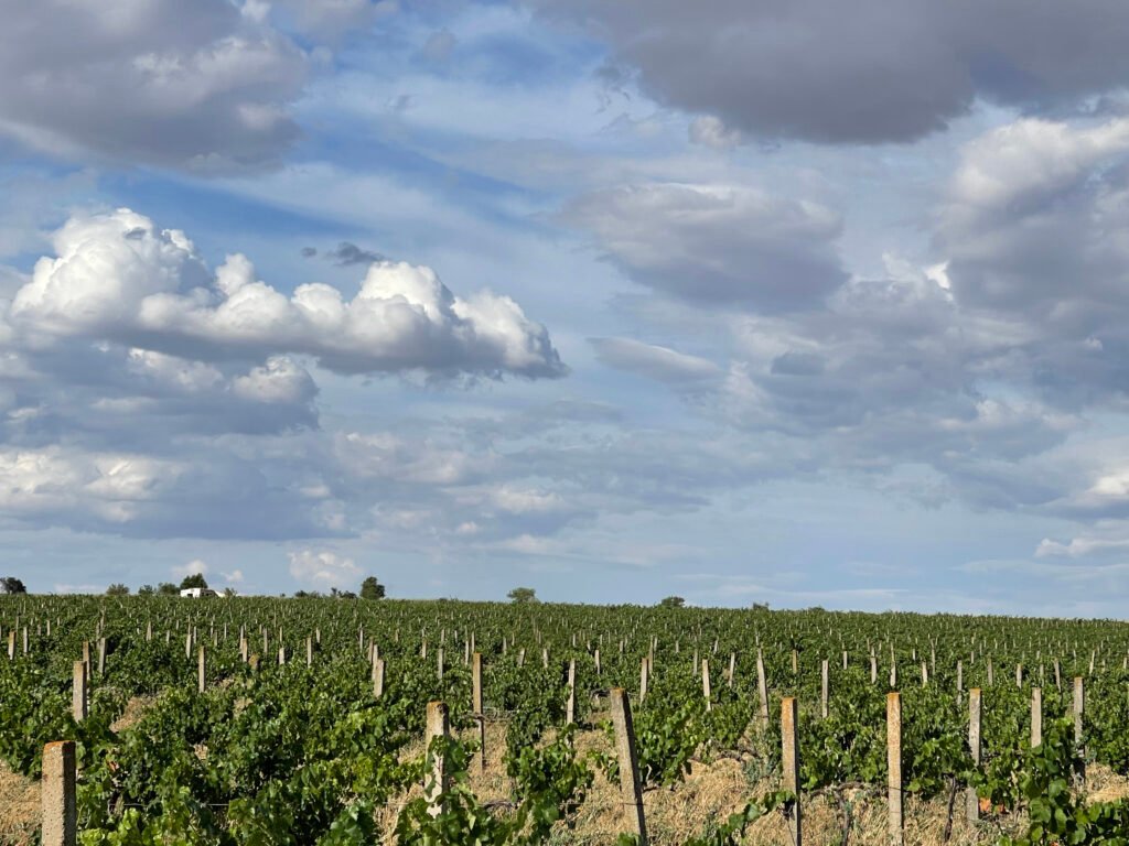 BIG WINES
