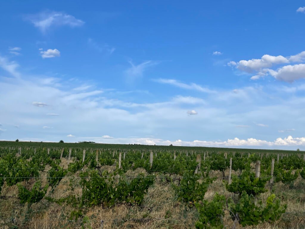 BigWines vinyards
