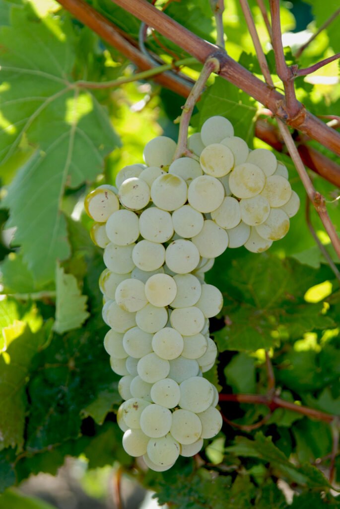 Sicilia DOC