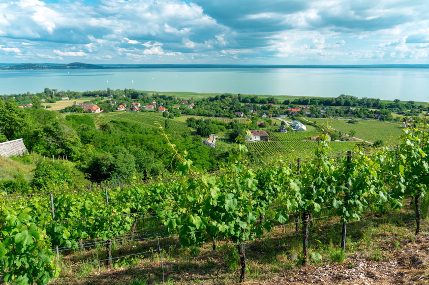 46° Balaton Borbusz 