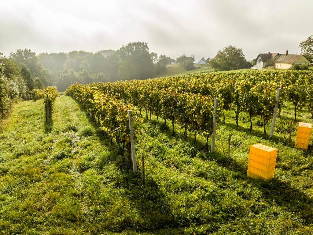 Austrian Wine