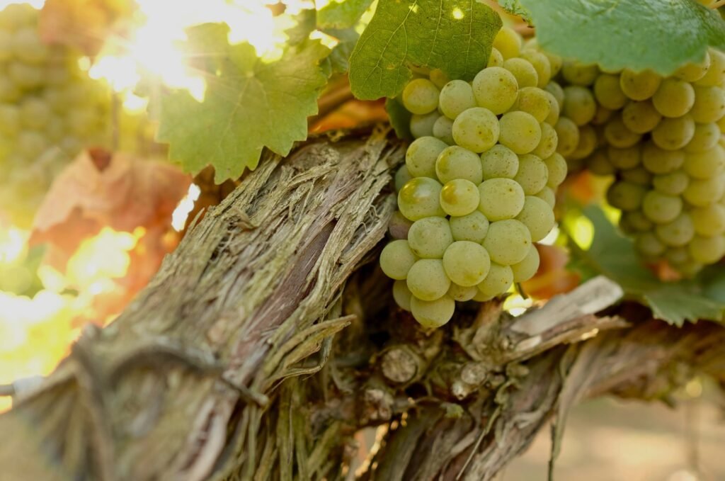 Pilot’s Wines