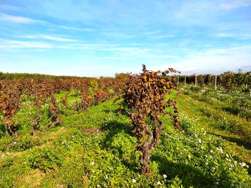 Vineyards