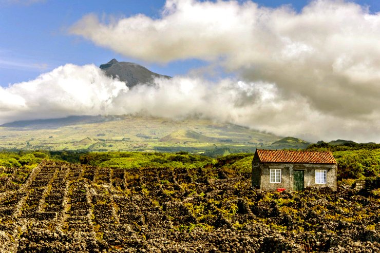 Mount Pico Vineyards