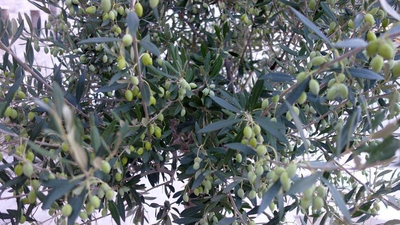 производство оливкового масла: оливковая роща