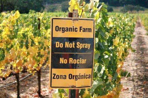 потребление органических вин