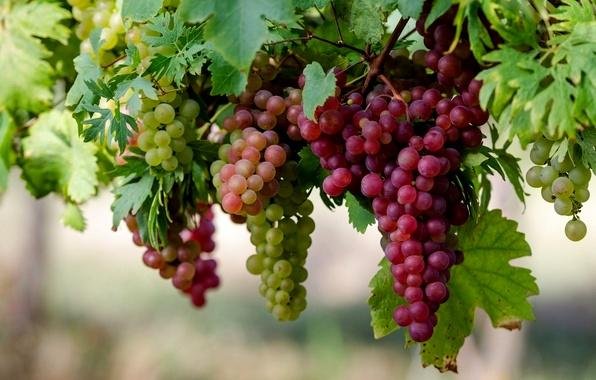День виноградаря и винодела