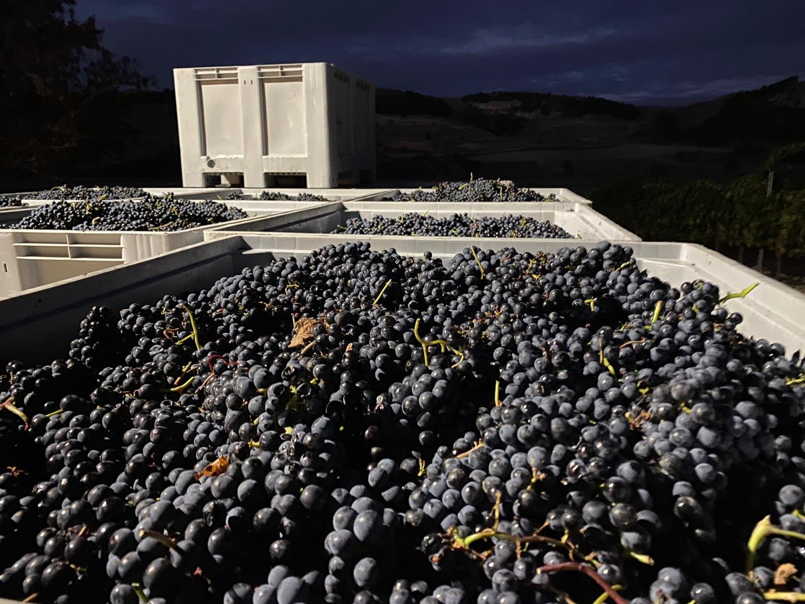 Ribera del Duero