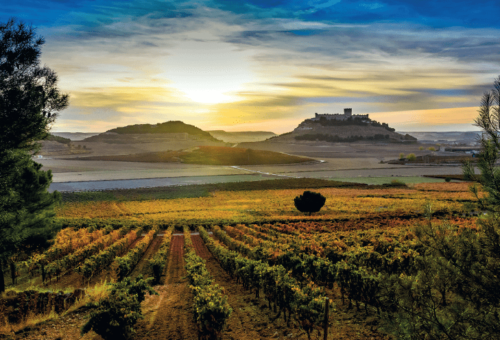 Bodega La Luz del Duero