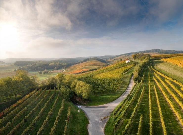 Австрийские виноградники