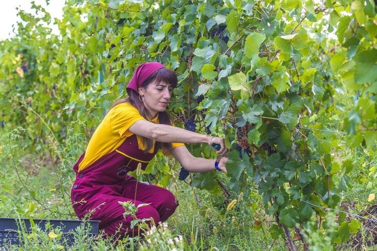 Работа на винограднике
