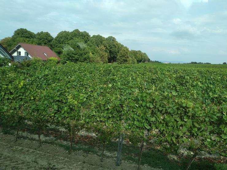 Немецкий виноградник