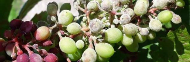 mildew on Alsace vine