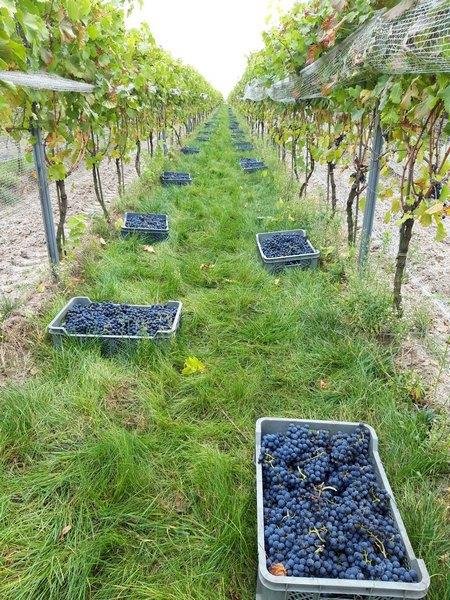 Польское виноградарство